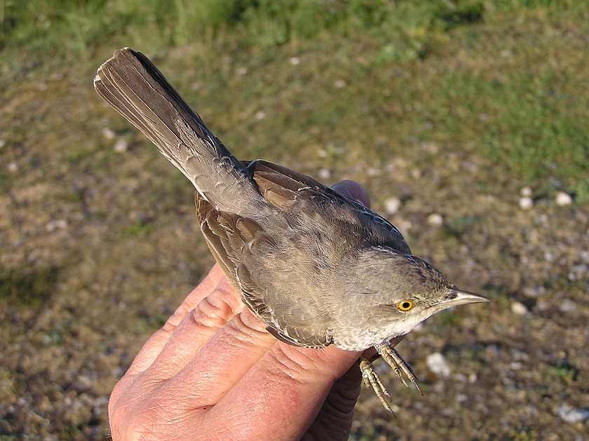 Barred Warbler, Sundre 20080608